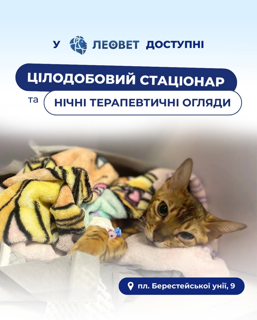 Кіт під час огляду у ветеринарній клініці